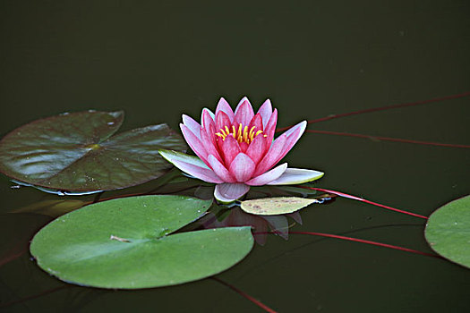 trang đá banh uy tín