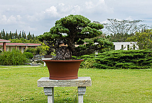soi câu 555