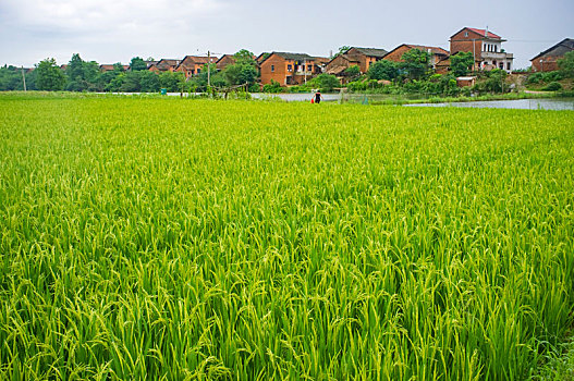 xổ số mẹ