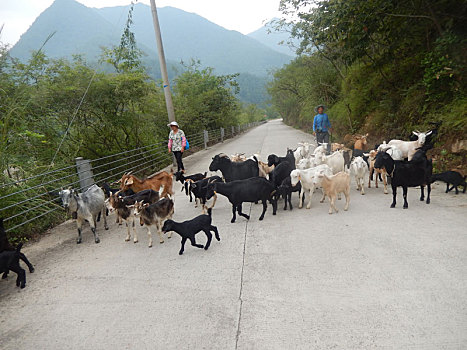 xỗ so mien bac