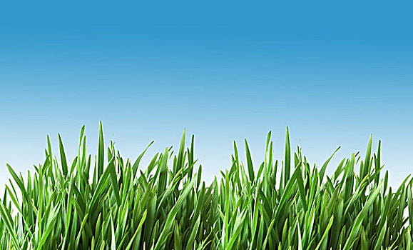 bạch thủ lô hôm nay miễn phí