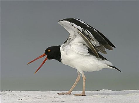 xosodongthap
