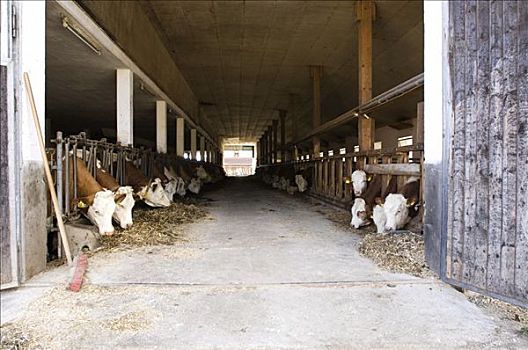 trực tiếp miền bắc hôm nay