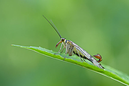 ketqua net